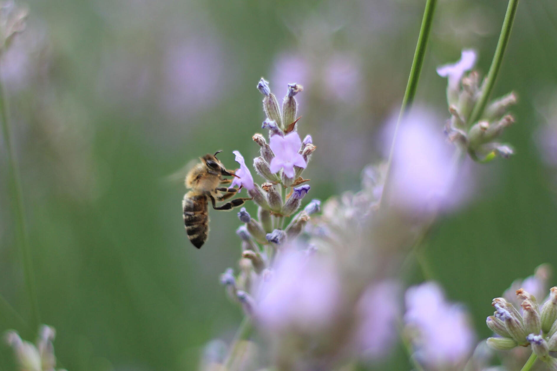 honeybee honeybee